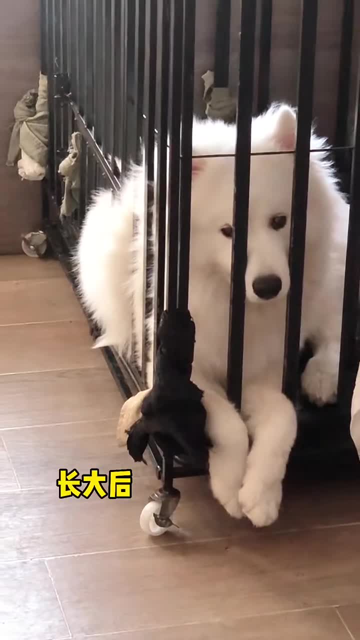 萨摩耶可乐